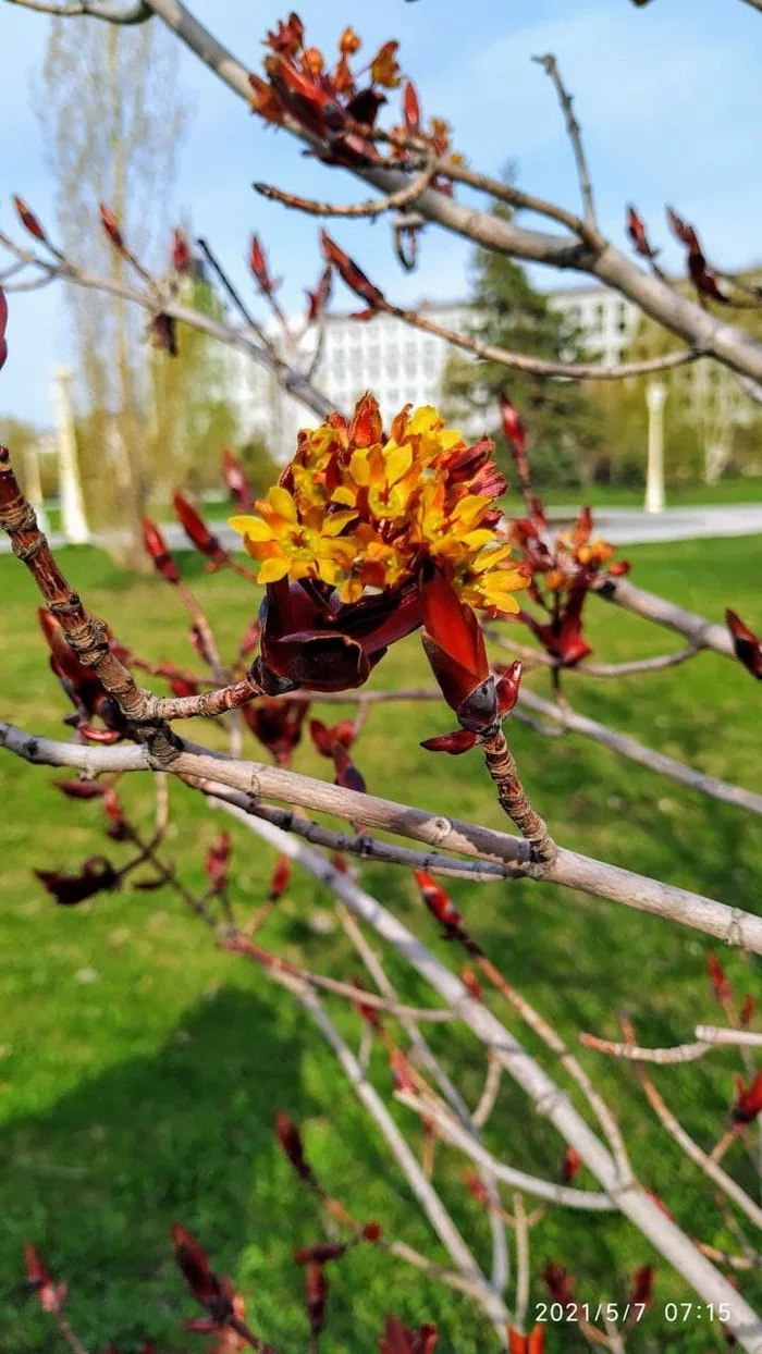 The apple tree has bloomed - My, Bloom, Apple tree, The photo, Spring, Longpost