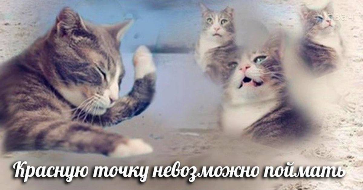 Пришли Картинку Кошки