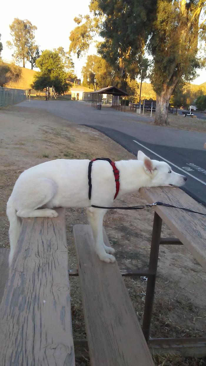 Execution of two commands at once: “Sit!” and “Lie down!” - Dog, Milota, Seat, Benches