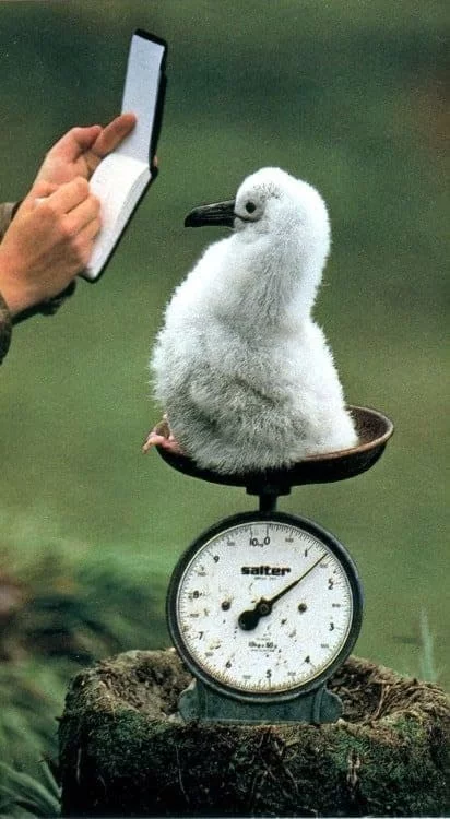 Weighing a baby albatross - Albatross, Weighing, Milota, Old photo, Chick