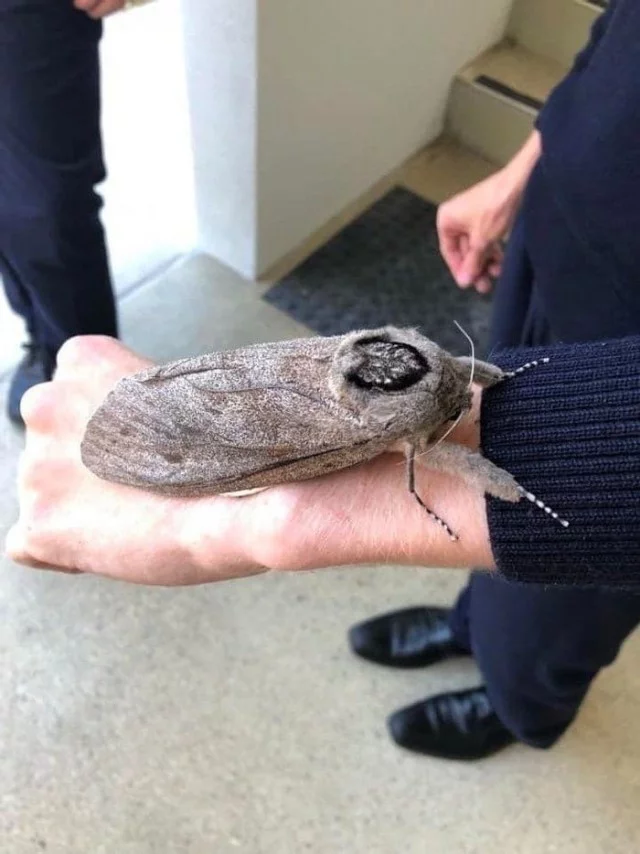 The fattest moth in the world was discovered in Australia - Insects, Moth, Australia, Video