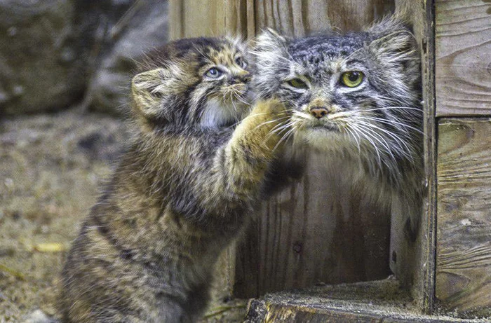 Post 8191906 - Pallas' cat, Kittens, Small cats, Cat family, Novosibirsk Zoo, Fluffy, The photo