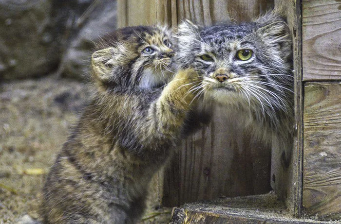 Mom, they want to give me into good hands!... - Pallas' cat, Kittens, Small cats, Cat family, Novosibirsk Zoo, Fluffy, The photo