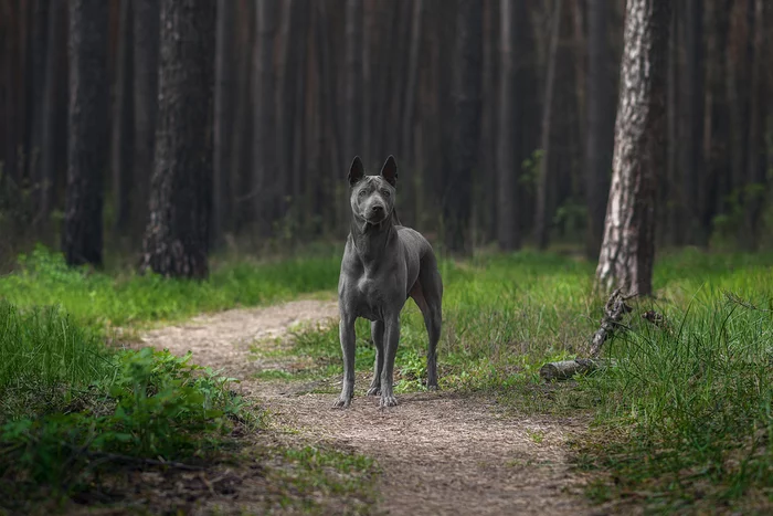 Forest Fairy - My, Dog, Thai Ridgeback, Forest, The photo, Animalistics, Nikon D750