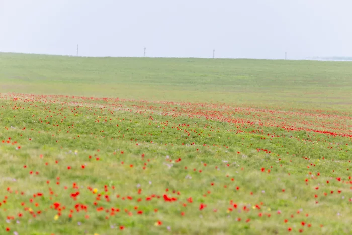 The land of tulips - the banks of Manych - My, Tulip Festival, Tulips, Spring, 2021, Travel across Russia, The photo, Lake, Rostov region, Longpost