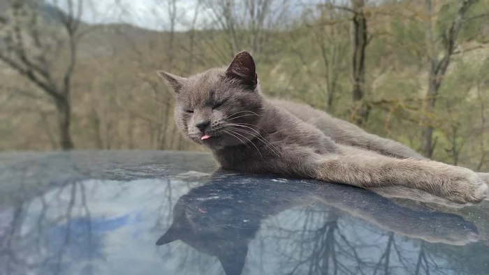 Сербский кот - Моё, Кот, Животные