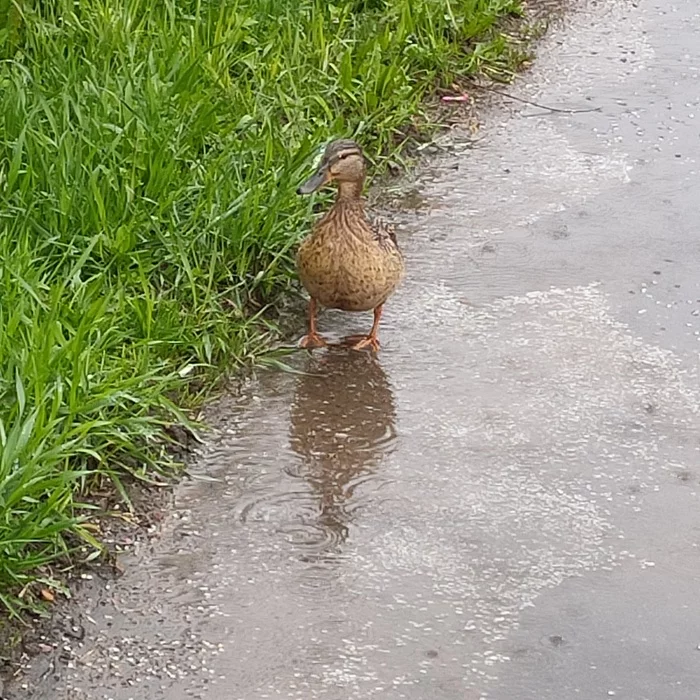 Met today in heavy rain - My, Duck, City walk, Longpost, Birds