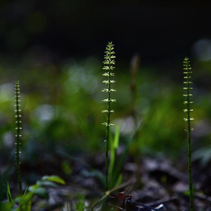 Young horsetail - My, The photo, Equisetum