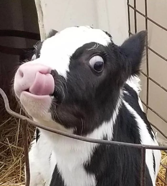 What's going on - Cow, Calf, Language, Animals, Funny animals, Strange humor