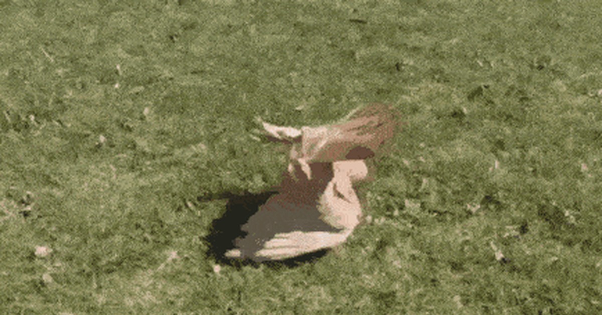 Do a somersault! - Pigeon, GIF, Nplus1, Oddities