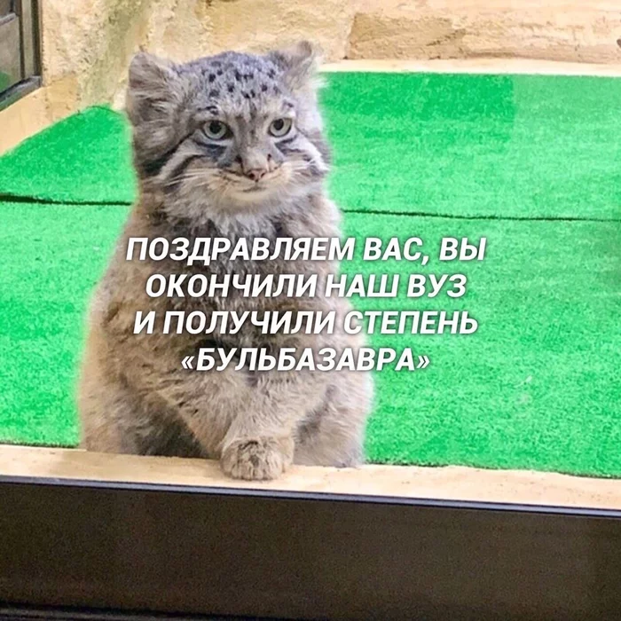 Master's will be more interesting - Humor, Picture with text, cat, Students, Longpost, Pallas' cat, Small cats, Cat family, Predatory animals, Wild animals