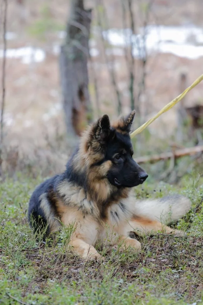 Max Otto von Stirlitz de Velber - My, German Shepherd, Training, Longpost, Dog