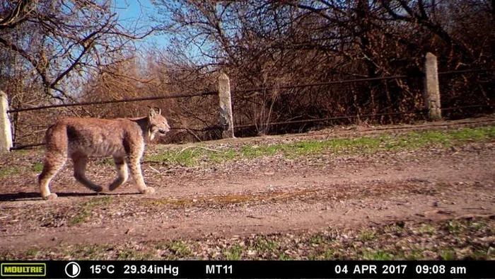 There are more lynxes in the Chernobyl zone of Belarus - Wild animals, Republic of Belarus, Chernobyl, Lynx, Small cats, Cat family, Predator, Ungulates, , Wolf, The Bears, Animals