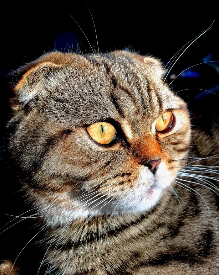 Semyon Bug-Eyed - My, cat, Sight, Pets, Eyes, Longpost, Scottish lop-eared, Pets