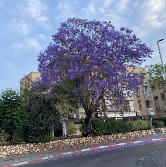 Jacaranda - My, Tree, Israel