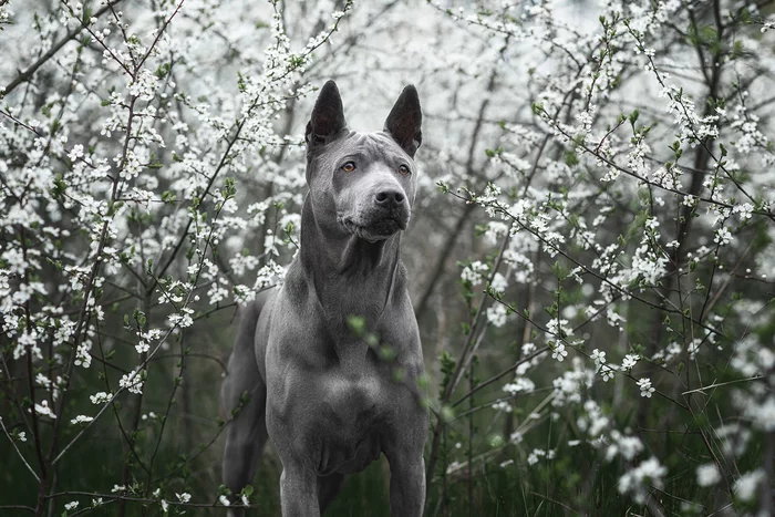 In the blooming thorns - My, Dog, Thai Ridgeback, The photo, Nikon D750, Animalistics