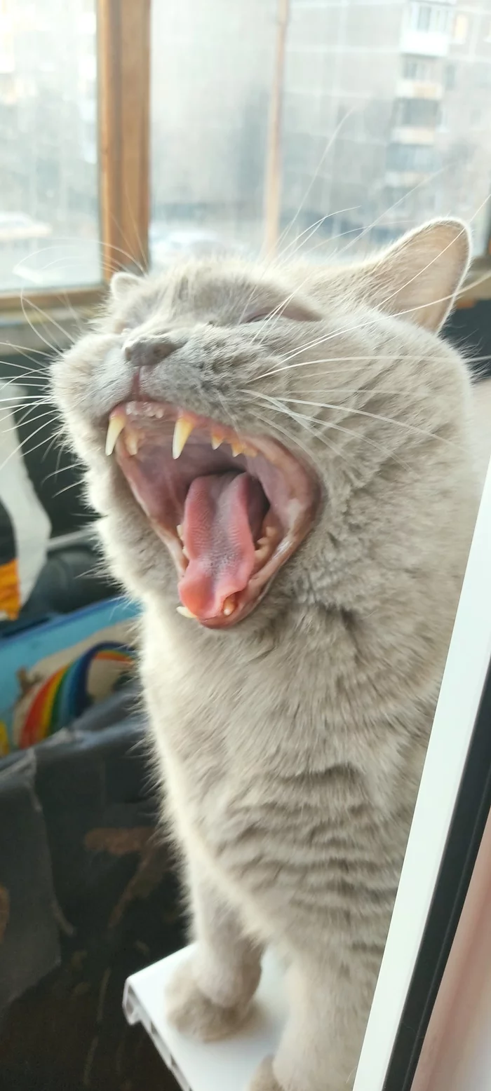 Meow... - My, cat, Yawn, Longpost