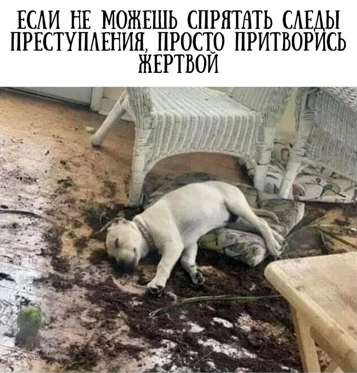 Life hack - Dog, Crime scene, Humor, Picture with text