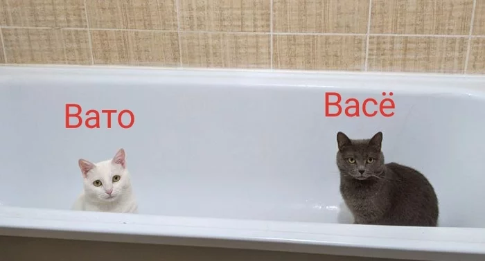 Well, master, we are ready for water procedures - My, cat, Bathroom