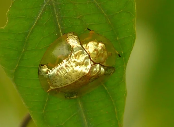 Meet the beetle called the Golden Turtle - Insects, Жуки, Nature, Post #3208687, Video, Longpost