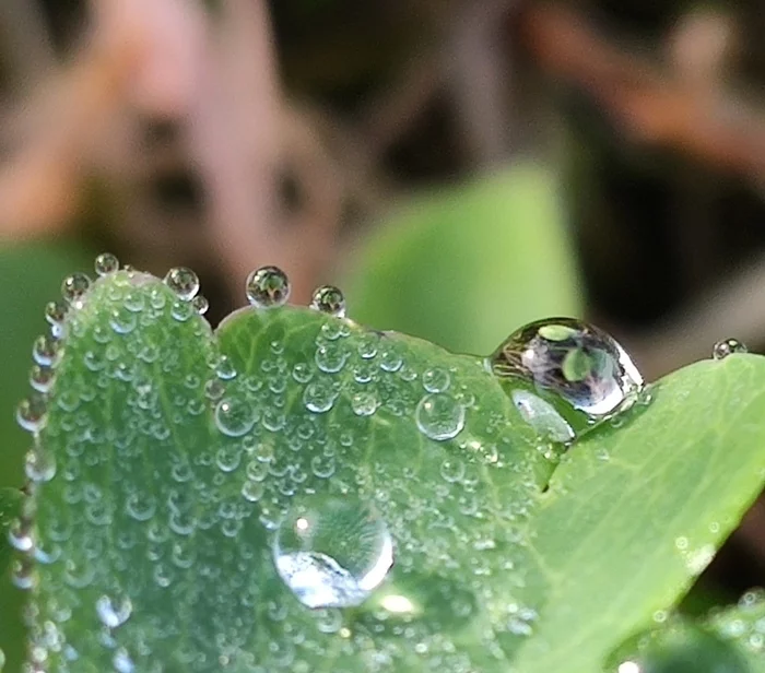 Dew drops - My, Macro photography, Drops, The photo, Mobile photography, Nature, beauty of nature, Longpost