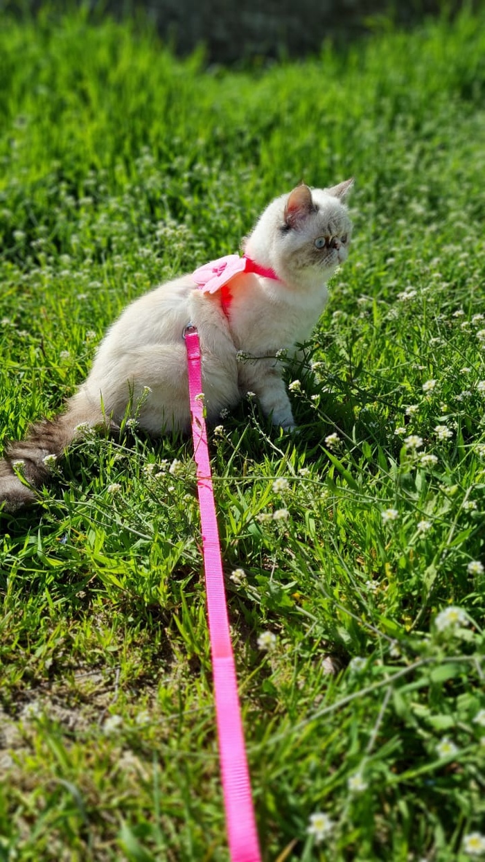 ���-�� ���������