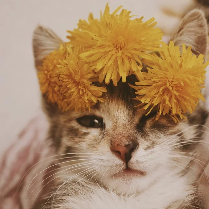 Dandelion mood - My, Kittens, Dandelion, cat