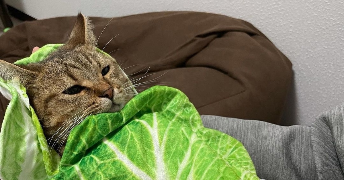 Кот в капусте. Кот с капустой на голове. котик в капусте.