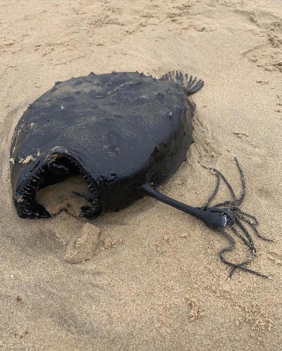 Deep sea fish washed ashore - The photo, A fish, Shore, Longpost, Anglerfish