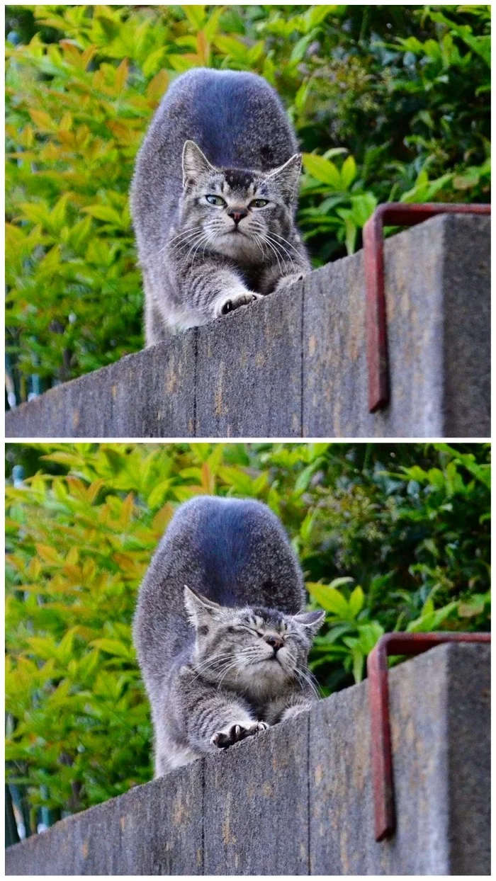 Летний котик - Кот, Потягушки, Лето, Фотография