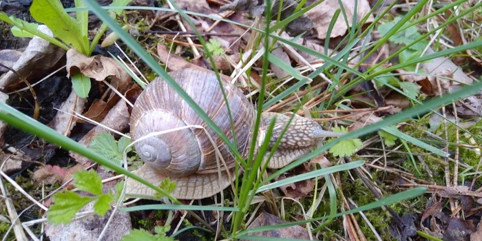 Walk - My, Nature, Spring, Kaluga region, Snail, Gastropod molluscum, Grass