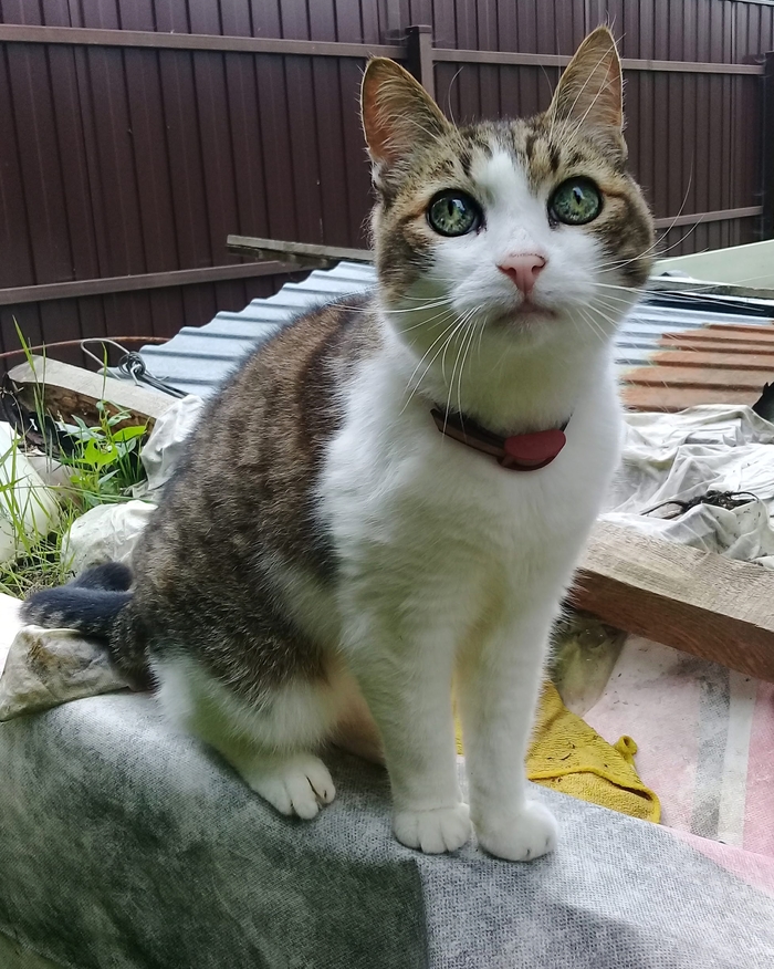 Drama Cat , ,  