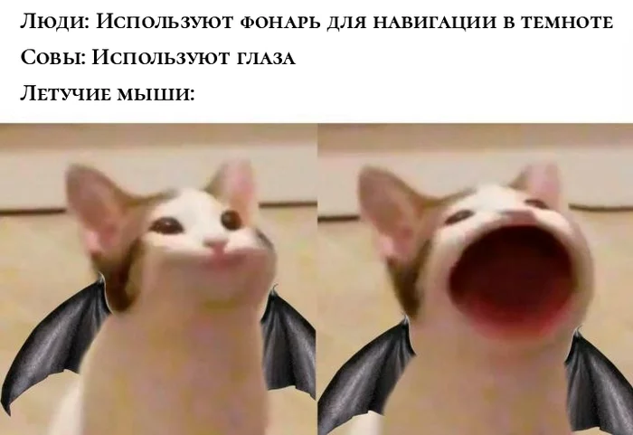 Echolocation - Bat, Echolocation, Pop Cat, Memes, cat