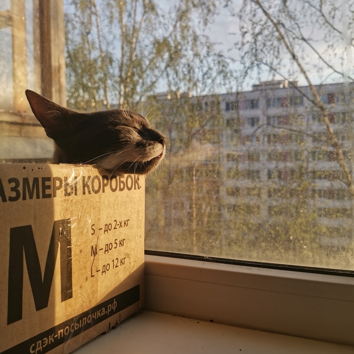 Котокоробок летит навстречу солнцу