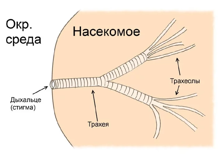 Class of insects: Structure, diversity and their role in ecosystems - Insects, Animals, Wild animals, Yandex Zen, Longpost