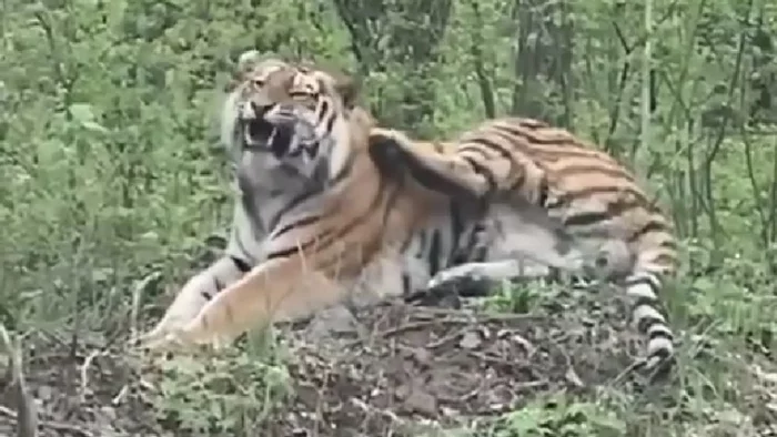 My forest - my rules! Drivers met an Amur tiger - Tiger, Amur tiger, Big cats, Cat family, Milota, Wild animals, Primorsky Krai, Дальний Восток, Animals, Video