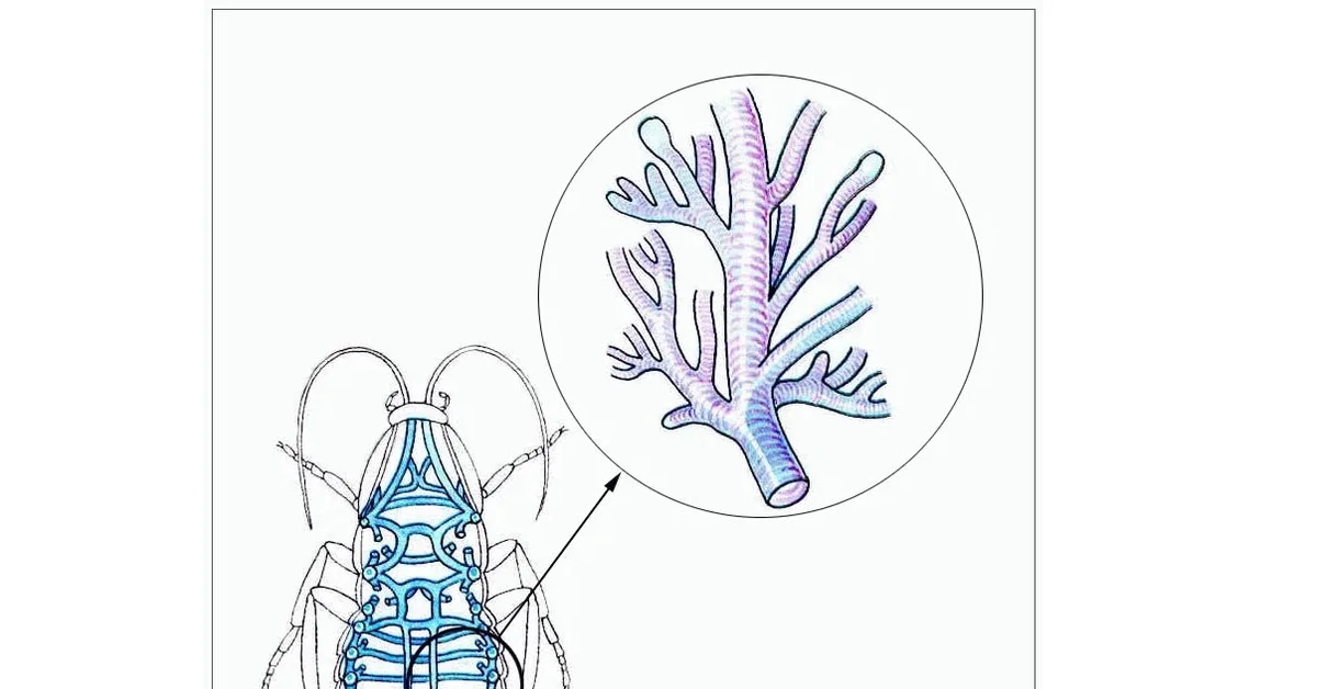 Трахейное дыхание. Тип оплодотворения у земноводных. Органы дыхания животных. Органы дыхания трахеи у насекомых. Легочное дыхание у животных.