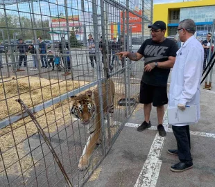 Veterinarians examined circus tigers and lions, about whose suffering Ulyanovsk residents wrote on social networks - Tiger, Bengal tiger, a lion, Big cats, Cat family, Animals, Circus, Vet, news, Zavolzhye, Longpost