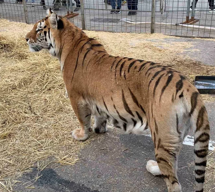 Veterinarians examined circus tigers and lions, about whose suffering Ulyanovsk residents wrote on social networks - Tiger, Bengal tiger, a lion, Big cats, Cat family, Animals, Circus, Vet, news, Zavolzhye, Longpost