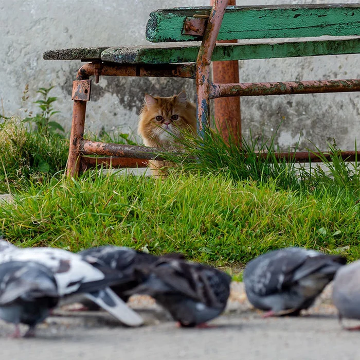 The hunter's instinct calls, but education does not allow... - cat, Redheads, Hunting, Pigeon