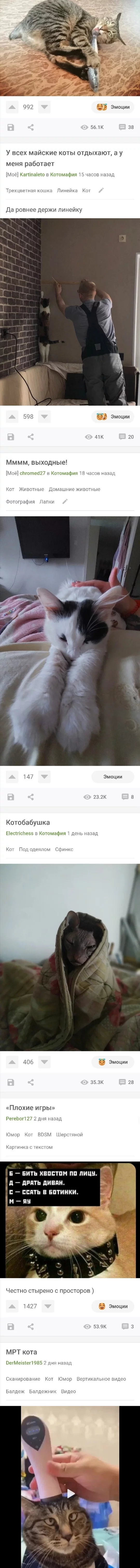 Wonderful changes - Peekaboo, Changes, cat, Irritation, Longpost, Ignore-List