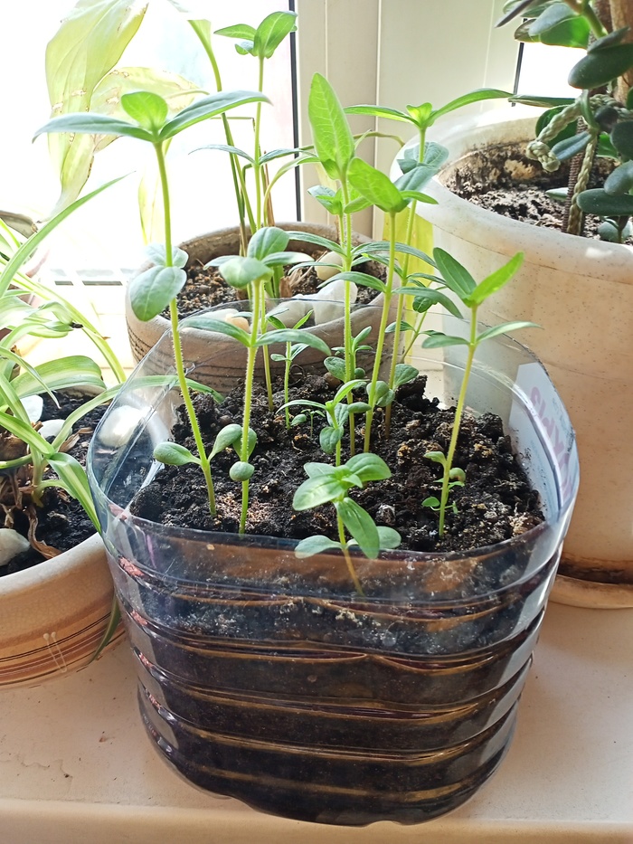 Что это и как взращивать!?