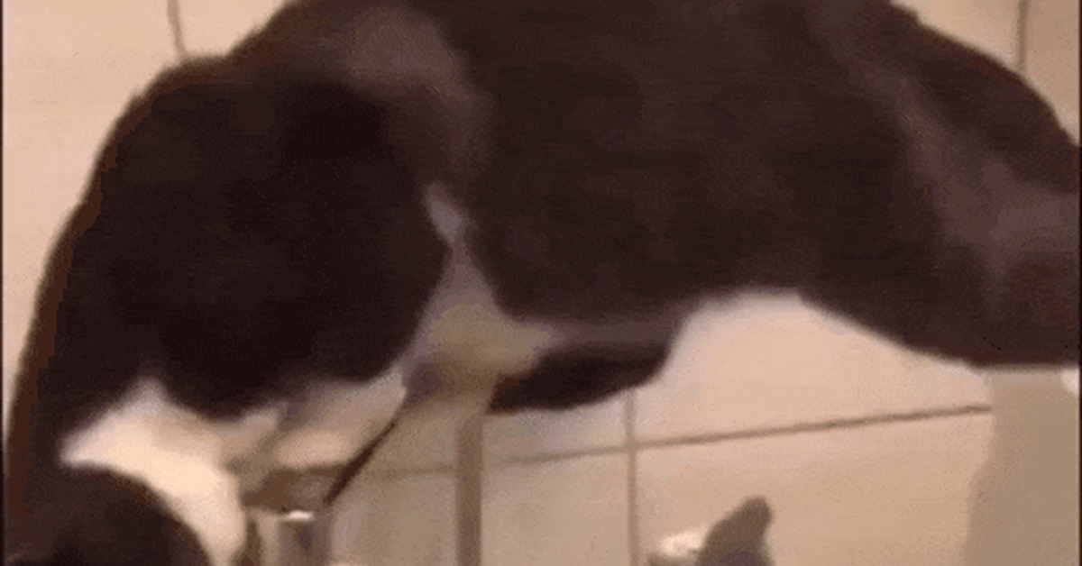 If you want to drink, don't get so excited - cat, GIF, Pets