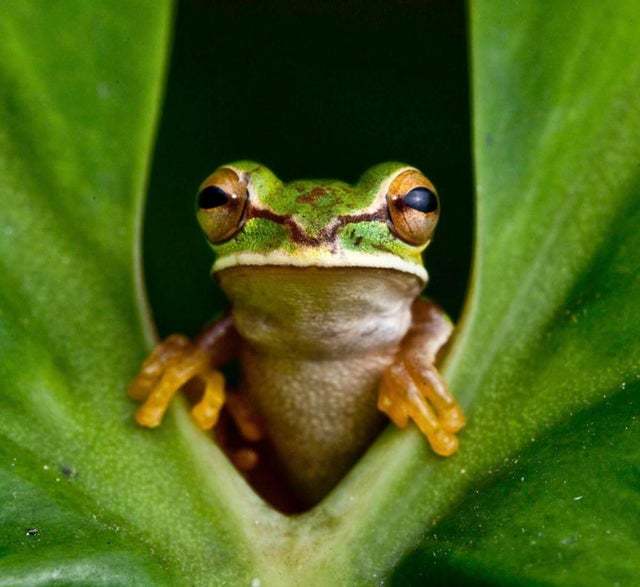 The frog is intrigued - Animals, Frogs, The photo, Reddit