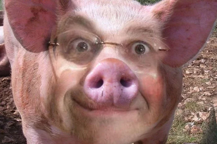 Is it a sin to be a pig? - Internet, From the network, Person, Pig, Mutant, Humor