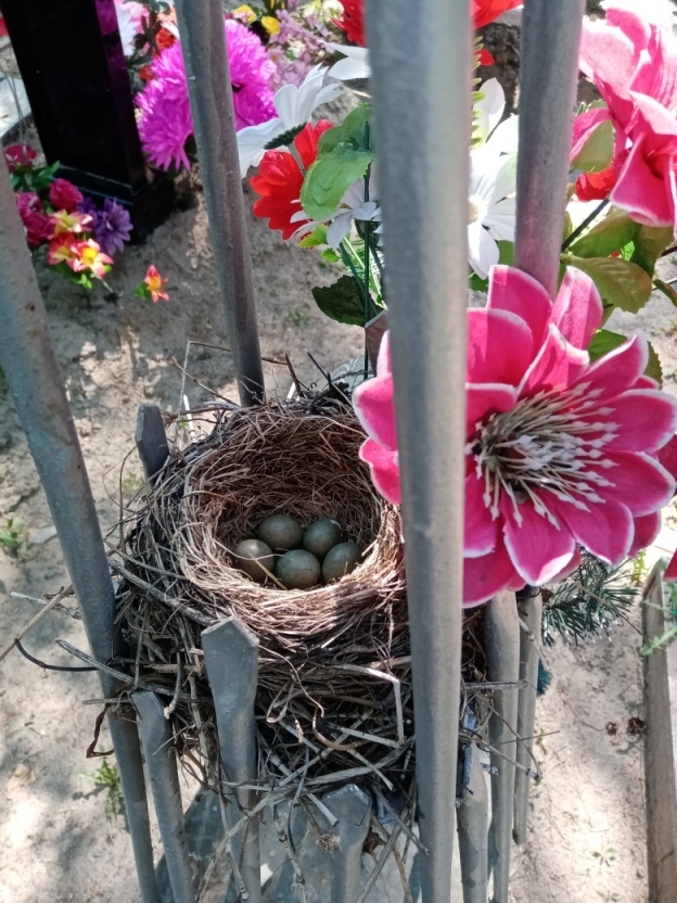 And everything is calm in the cemetery - My, The photo, Nest, Cemetery, Thrush, Eggs