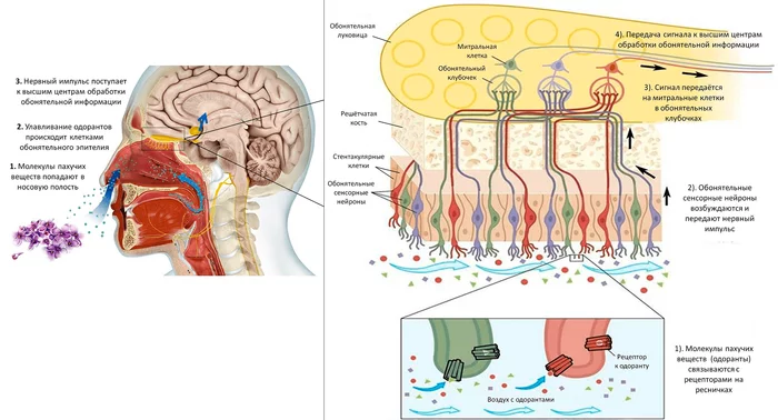 Smell blindness due to coronavirus infection - Anatomy, The science, The medicine, Coronavirus, Organism, Biology, Virology, Smell, Smell, Longpost