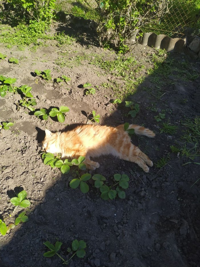 Cat vs. Terminator , , ,  , , 