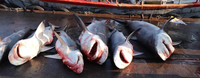 Браконьеры массово и нелегально вылавливают акул в водах с запретом на рыболовство Перевод, Животные, Акула, Защита животных, Длиннопост