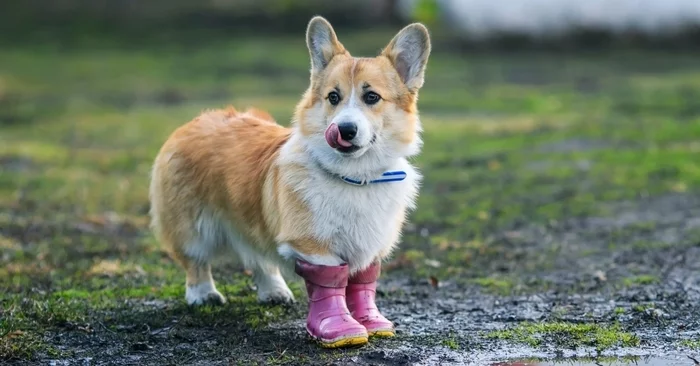 Dog - Dog, Corgi, First post, Positive, Boots